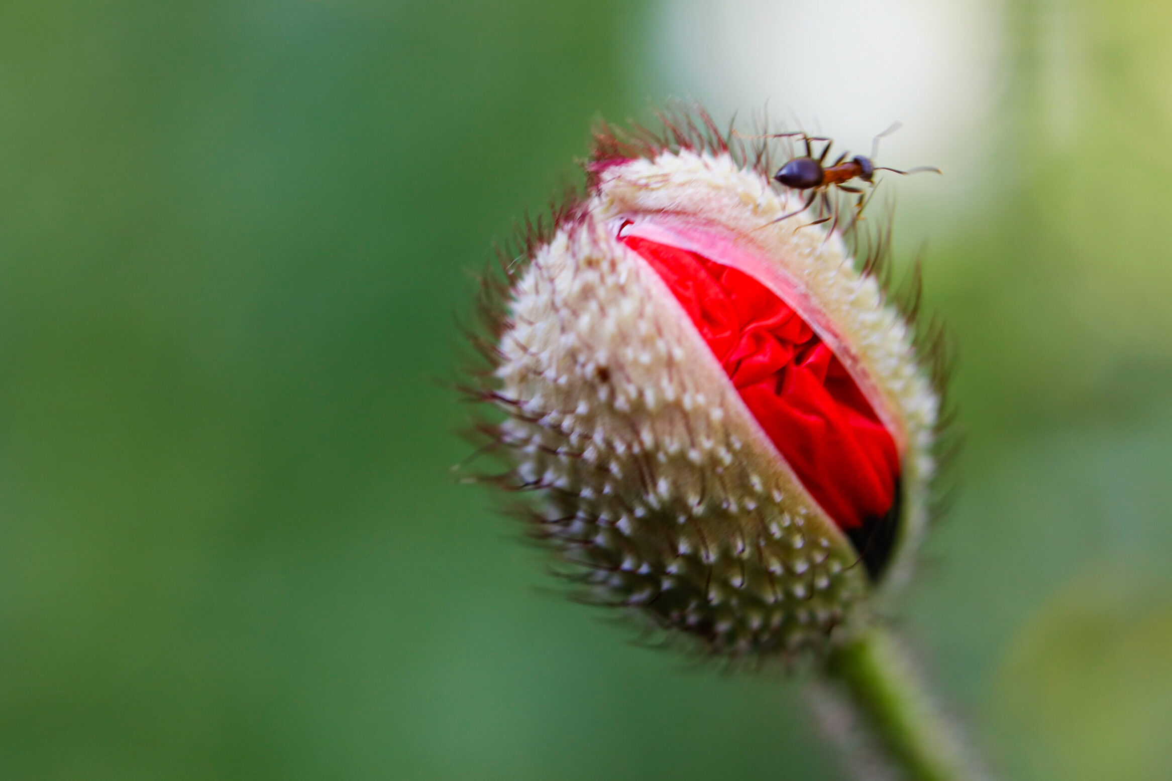 Ameise auf Mohnknospe