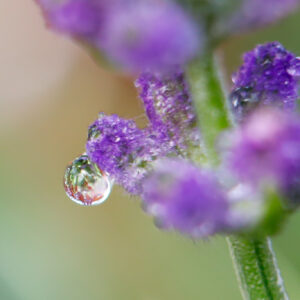 Lavendel Tropfen Lavendel Tropfen