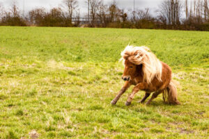 Voller Galopp
