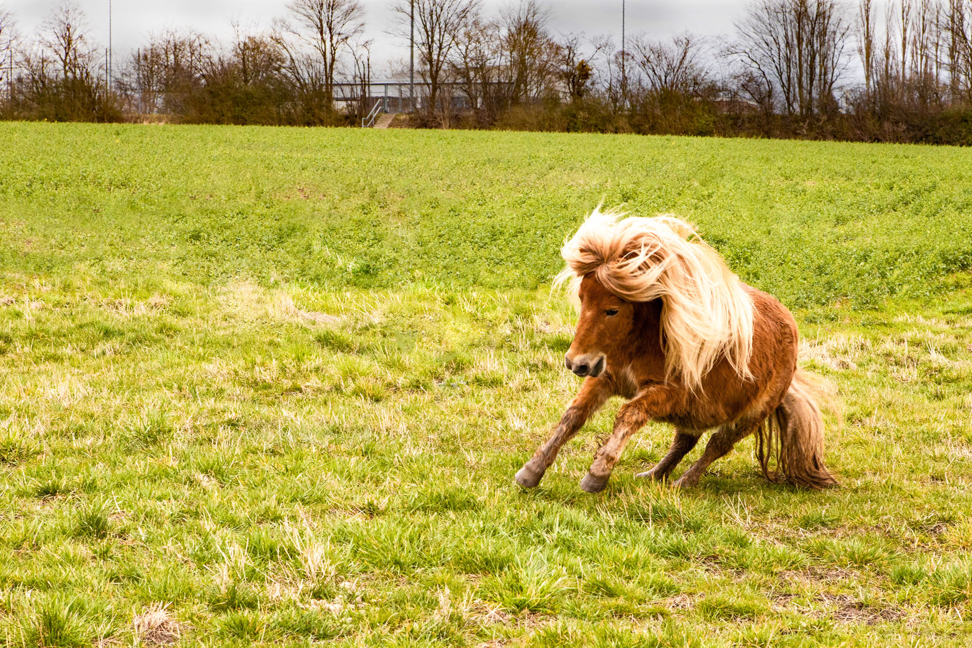 Voller Galopp