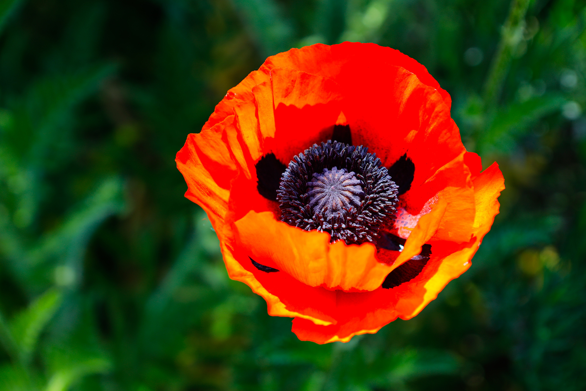 Mohnblume2000) Mohnblume