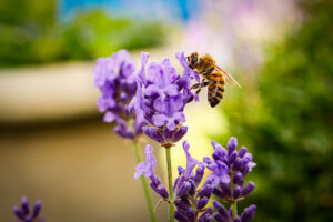 Biene an Lavendel kl
