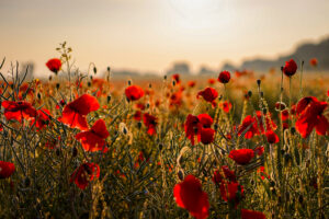 Mohn im Gegenlicht