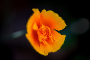 Flammende Blüte kl