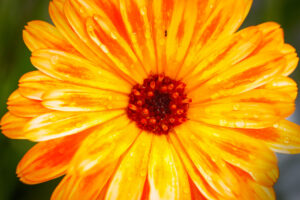 Gerbera kl2 Mohnblume