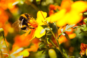 Hummel an gelber Blüte kl