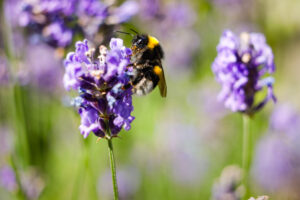 Hummel auf Lavendel (2) kl