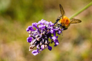 Hummel auf Lavendel kl