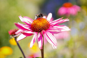 Hummel auf Sonnenhut kl