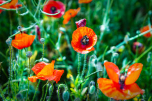 Hummel im Mohn