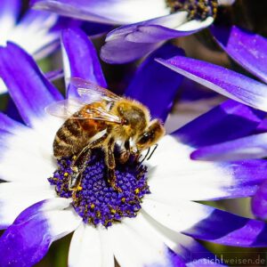 Biene blaue Blüte