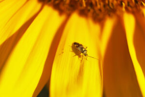 Insekt auf Sonnenblume kl