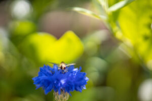 Kornblume mit Schwebefliege