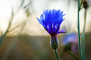 Kornblume mit Tau kl