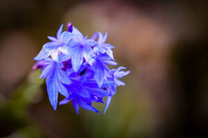 Kornblume von oben kl