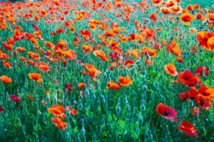 Mohn Mohn Mohn