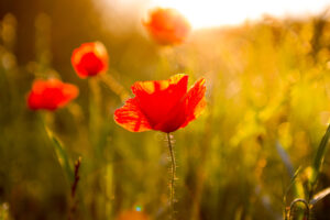 Mohn im Gegenlicht kl
