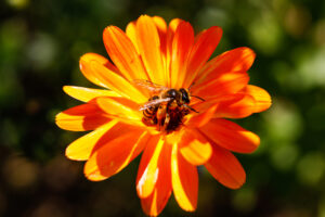 Orange Blüte Biene kl