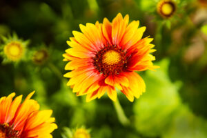 Orangene Blume