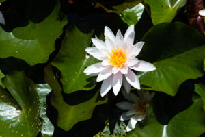Seerose