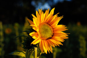 Sonnenblume kl