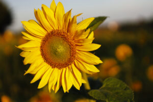 Sonnenblume mit Minitau kl