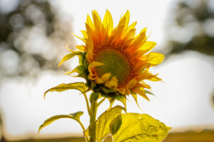 Sonnenblume vor hellem Himmel kl