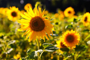 Sonnenblumenfeld hell kl