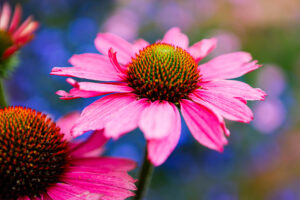 Sonnenhut purpur kl Mohnblume