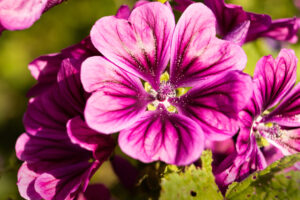 Stockrose 2
