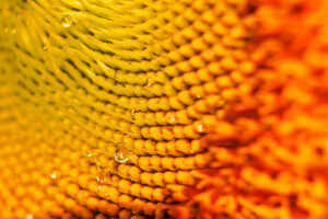Tau in Sonnenblume kl