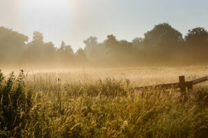 Weide Nebel 2 kl