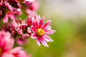 kleine rosa Blüte