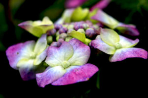 Blume x kl