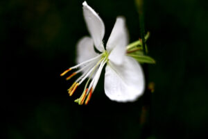 Blüte b kl