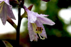 Blüte c kl