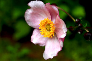 Blüte d kl