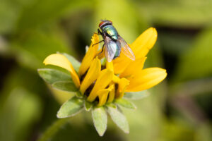 Fliege0109kl