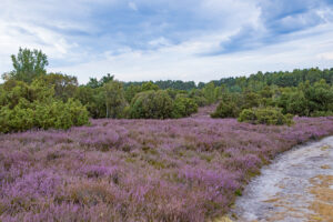 Heide9377kl