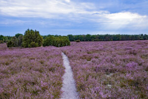 Heide9504kl