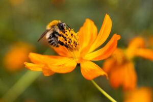 Hummel auf Oranger Blüte0080kl