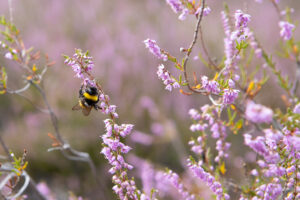 Hummel9467
