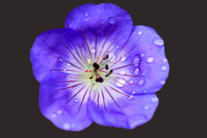 blaue blüte zuschnittkl