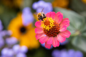 bunte Blume mit Hummel0044kl
